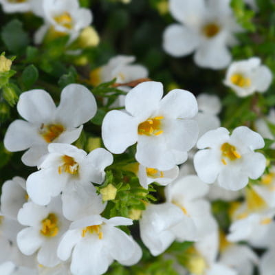 bacopa-monnieri