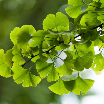ginkgo-biloba